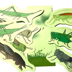 バッタのメッセージレター 1枚目の画像