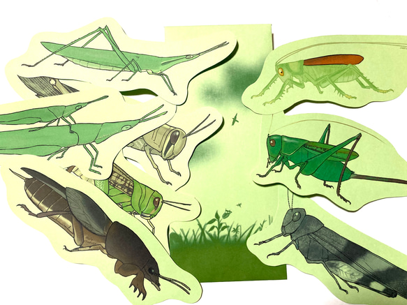 バッタのメッセージレター 1枚目の画像