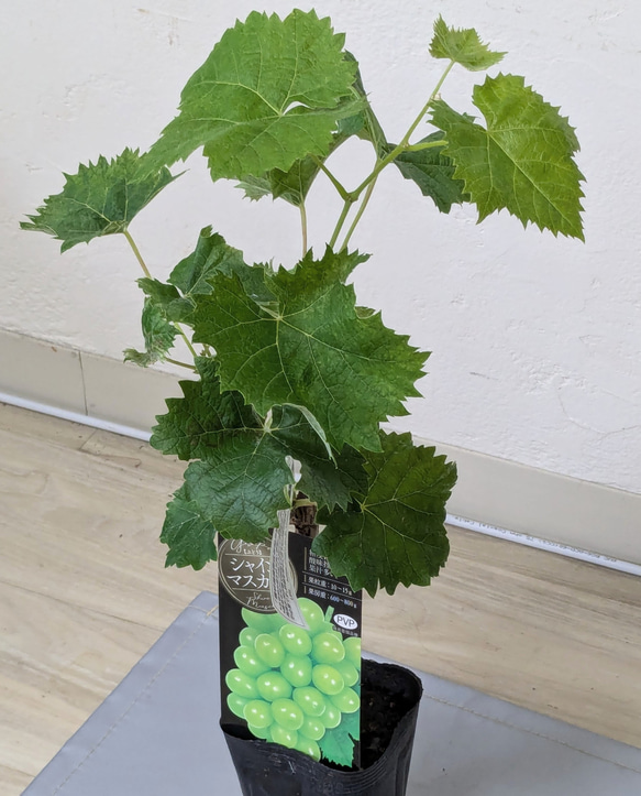 シャインマスカット 苗 3年育成物 丈夫な苗‼️1000円引きしてます☆ シャインマスカット 苗 3年育成物 丈夫な苗‼️評価見てください シャイン