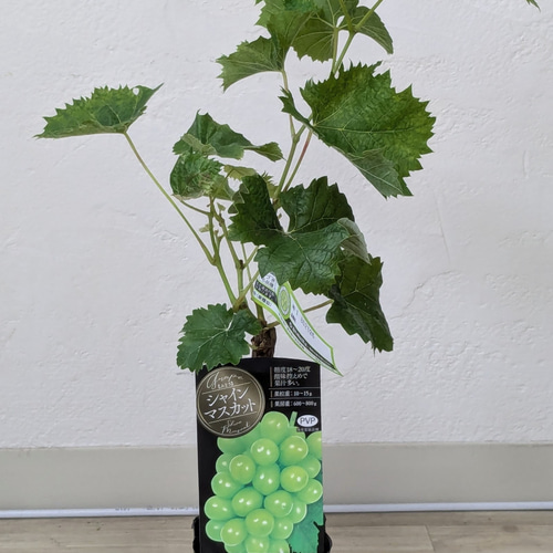 実付き苗 育成苗販売 ブドウ苗 シャインマスカット苗 早い者勝ち！‼️ nae00318_r00.jpg