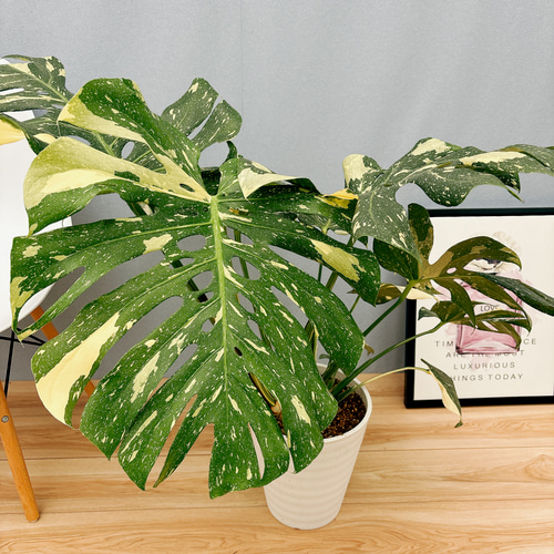 現品］【希少】A モンステラ デリシオーサ 斑入り 8号 観葉植物 レア