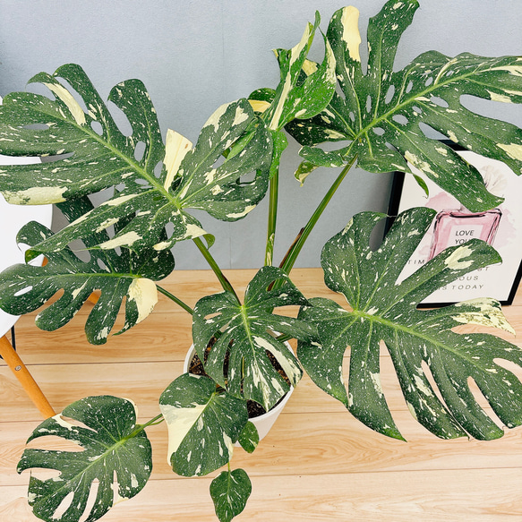 現品］【希少】A モンステラ デリシオーサ 斑入り 8号 観葉植物 レア
