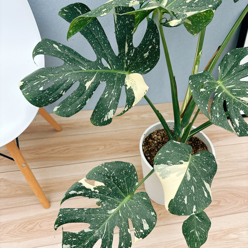 現品］【希少】A モンステラ デリシオーサ 斑入り 8号 観葉植物 レア