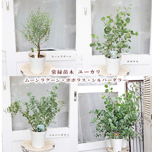 ユーカリ ポポラス苗 大型 180㎝❗ 10号 希少の優良株 ❗シルバー