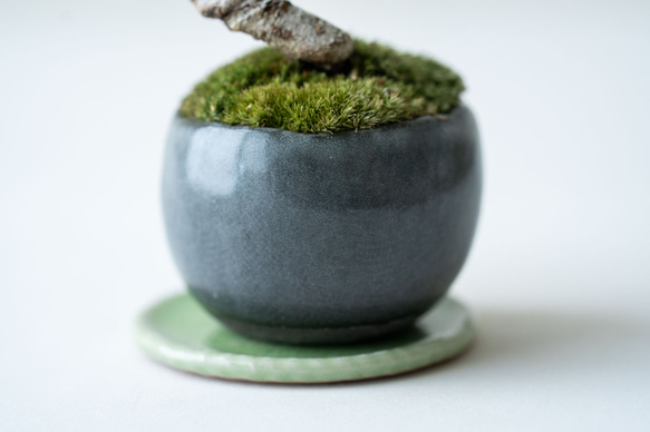 銀八房五葉松｜黒のうつわ Lサイズ