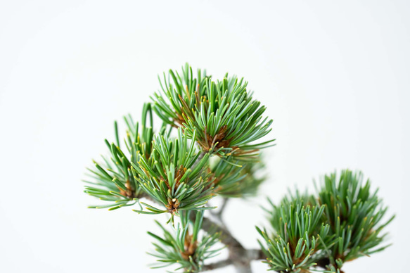 銀八房五葉松｜黒のうつわ Lサイズ