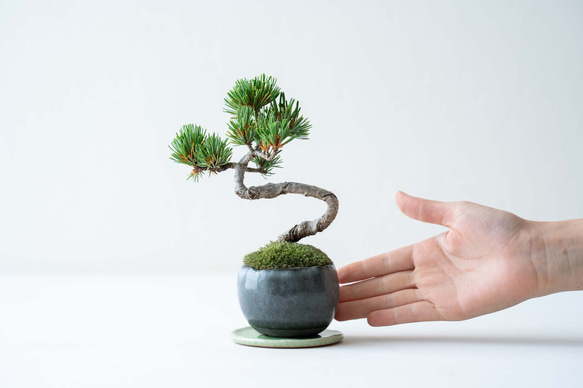 銀八房五葉松｜黒のうつわ Lサイズ