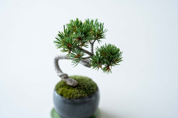 銀八房五葉松｜黒のうつわ Lサイズ