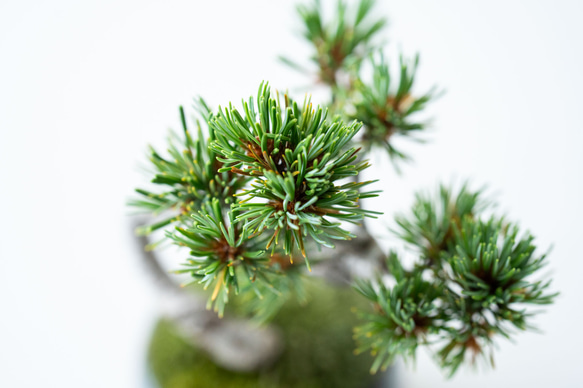 銀八房五葉松｜黒のうつわ Lサイズ