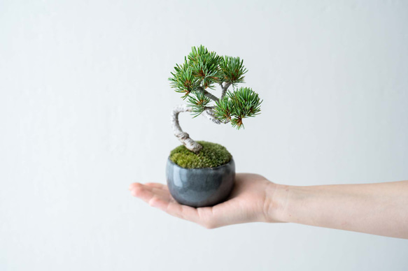 銀八房五葉松｜黒のうつわ Lサイズ