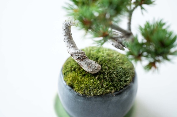 銀八房五葉松｜黒のうつわ Lサイズ