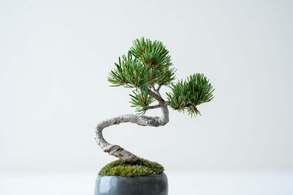 銀八房五葉松｜黒のうつわ Lサイズ