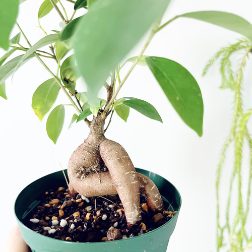 亜熱帯の樹木　ガジュマル　奄美大島産　⑤　小葉タイプ　接木 亜熱帯の樹木 ガジュマル 奄美大島産 ⑤ 小葉タイプ 接木