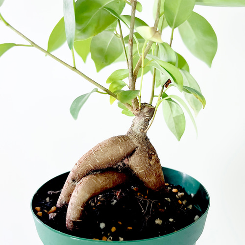 人気商品》ガジュマル フィカスミクロカルパ 4号鉢 観葉植物 その他