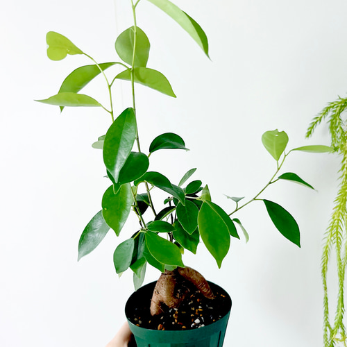 人気商品》ガジュマル フィカスミクロカルパ 4号鉢 観葉植物 その他