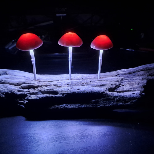 Mushlamp.ミニきのこランプ. Driftwood lamp. 流木ランプ