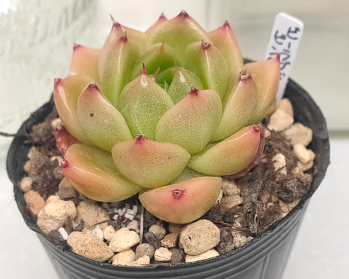 ＋速達 多肉植物 エケベリア ドロップマディバ 極上ピンク 大きめ