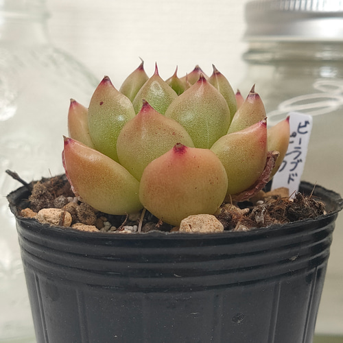 ＋速達 多肉植物 エケベリア ドロップマディバ 極上ピンク 大きめ