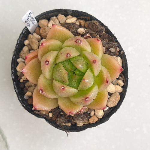 ＋速達 多肉植物 エケベリア ドロップマディバ 極上ピンク 大きめ