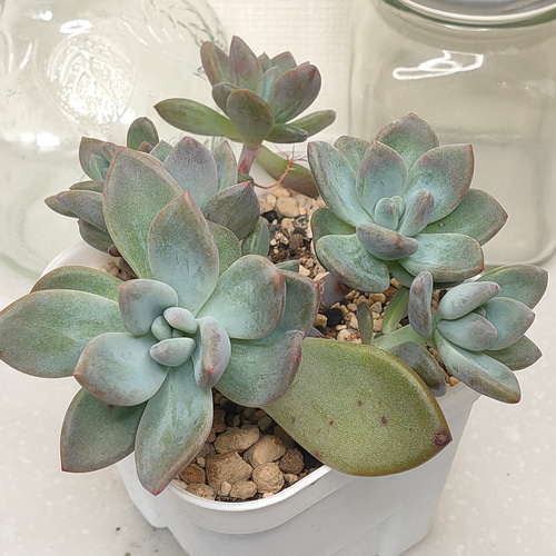 多肉植物 エケベリア グラプトベリア オパリナ錦 【公式通販】