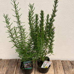 ローズマリー2種類セット＊マジョルカピンク＊マリンブルー＊ハーブ苗