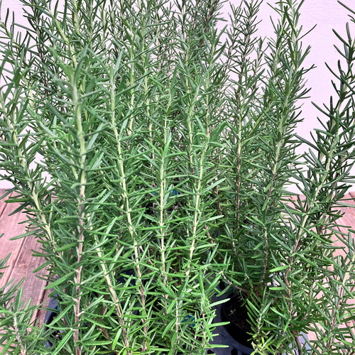 ローズマリー2種類セット＊マジョルカピンク＊マリンブルー＊ハーブ苗