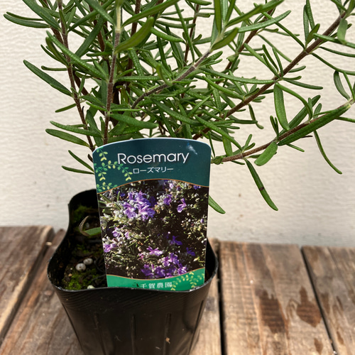 ローズマリー2種類セット＊マジョルカピンク＊マリンブルー＊ハーブ苗