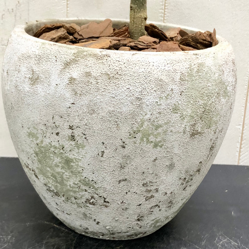 厳選樹形！ オリーブの木 シプレッシーノ（チプレッシーノ） souju