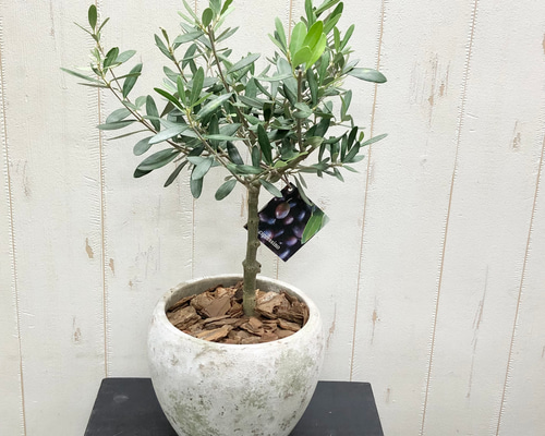 オリーブの木 チプレッシーノ SOUJU 8号鉢植え オリーブの木 チプレッシーノ SOUJU 8号鉢植え オリーブの木