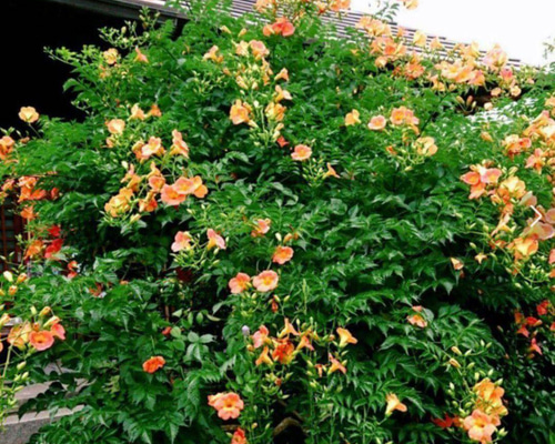 925d67e22b86e3ea4409162bb43474