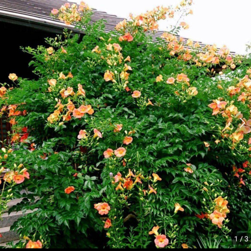 ノウゼンカズラ苗 多肉植物 ☆にゃんこ姫 通販 17946363｜Creema(クリーマ)