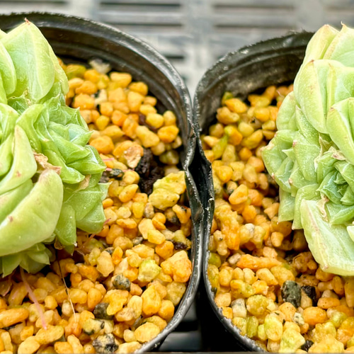 ホワイトスワン 2苗セット エケベリア 2号 多肉植物 多肉植物 プクニク