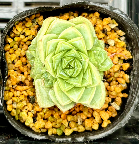 ホワイトスワン 2苗セット エケベリア 2号 多肉植物 多肉植物 プクニク