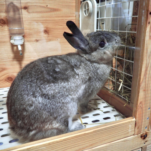 インテリアにとけこむ ハンドメイド 無垢材ペットゲージ サークル 動物