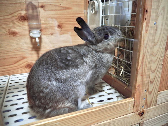 インテリアにとけこむ ハンドメイド 無垢材ペットゲージ　サークル　動物　フェレット　チンチラ 新型 ふくろう用輸送箱（キャリーケース） 「Owl shipping box」Sサイズ　猛禽 H2672067646(20400円)