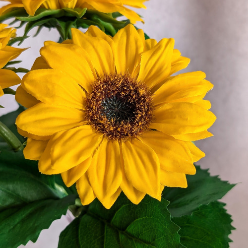 美しいひまわりの花瓶の写真素材・画像素材 Image 38973524