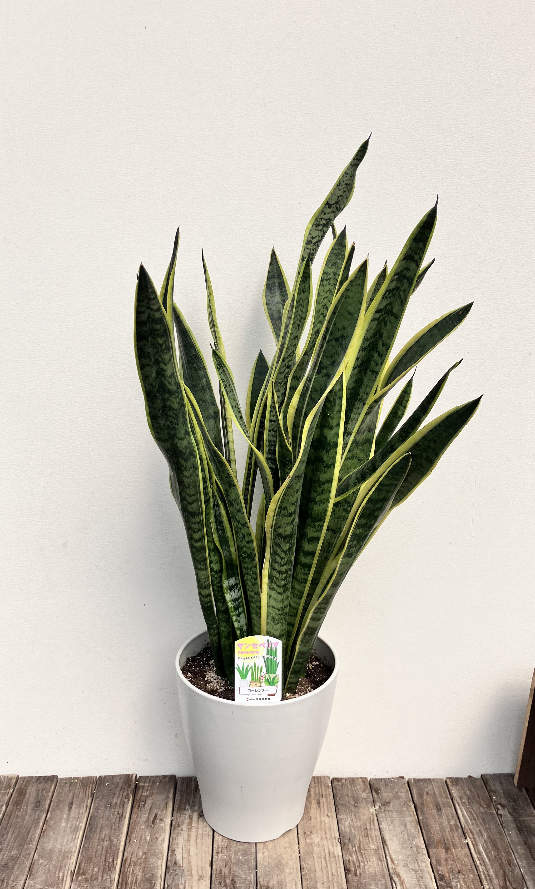 サンスベリア＊大株＊観葉植物＊空気清浄＊