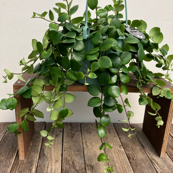 エスキナンサス＊タイピンク＊モナリザ＊吊り鉢＊観葉植物＊ アート