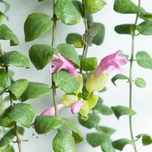 エスキナンサス タイピング 抜き苗 エスキナンサス タイピンク レッド