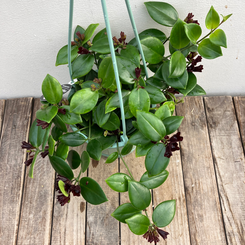 エスキナンサス＊タイピンク＊モナリザ＊吊り鉢＊観葉植物＊ アート