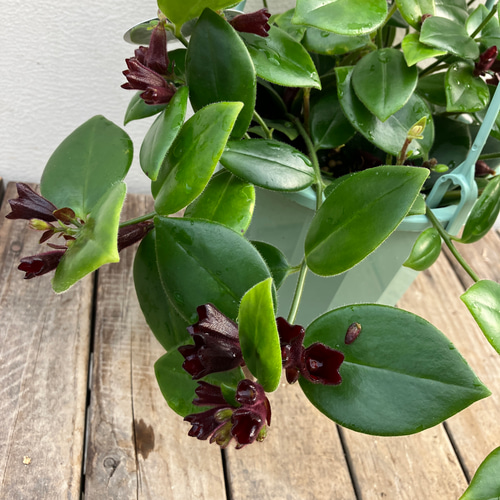 エスキナンサス＊タイピンク＊モナリザ＊吊り鉢＊観葉植物＊ アート