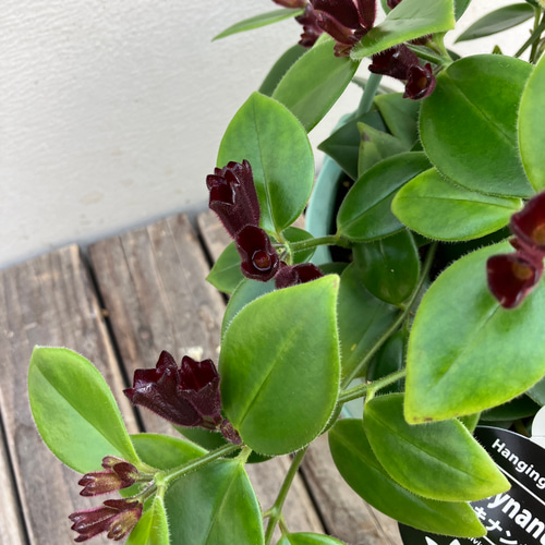 エスキナンサス＊タイピンク＊モナリザ＊吊り鉢＊観葉植物＊ アート