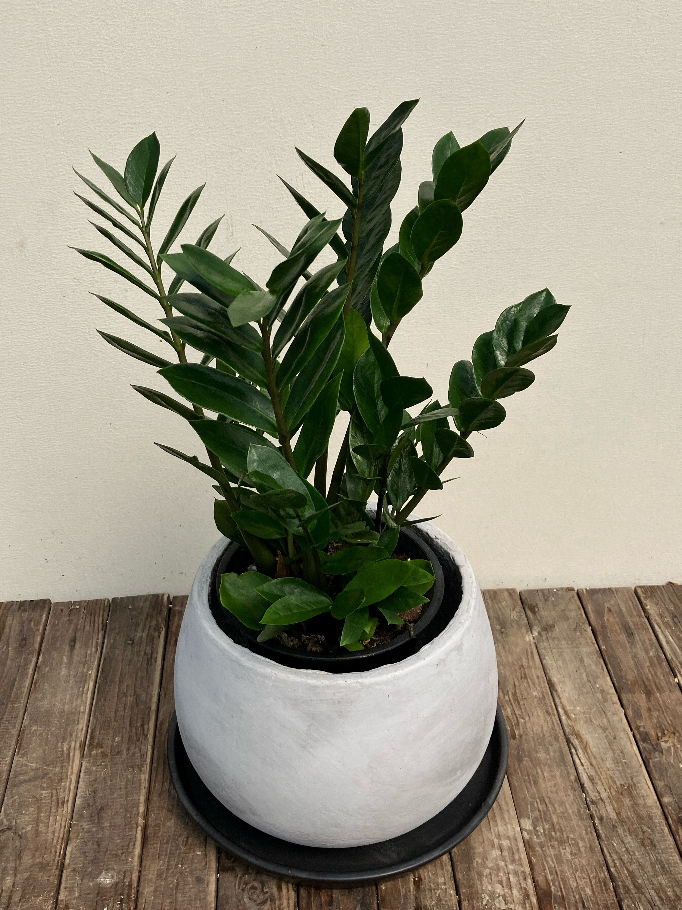 ザミオクルカス＊ザミーフォリア＊オシャレセメント鉢＊お皿付き＊観葉植物 5,688円