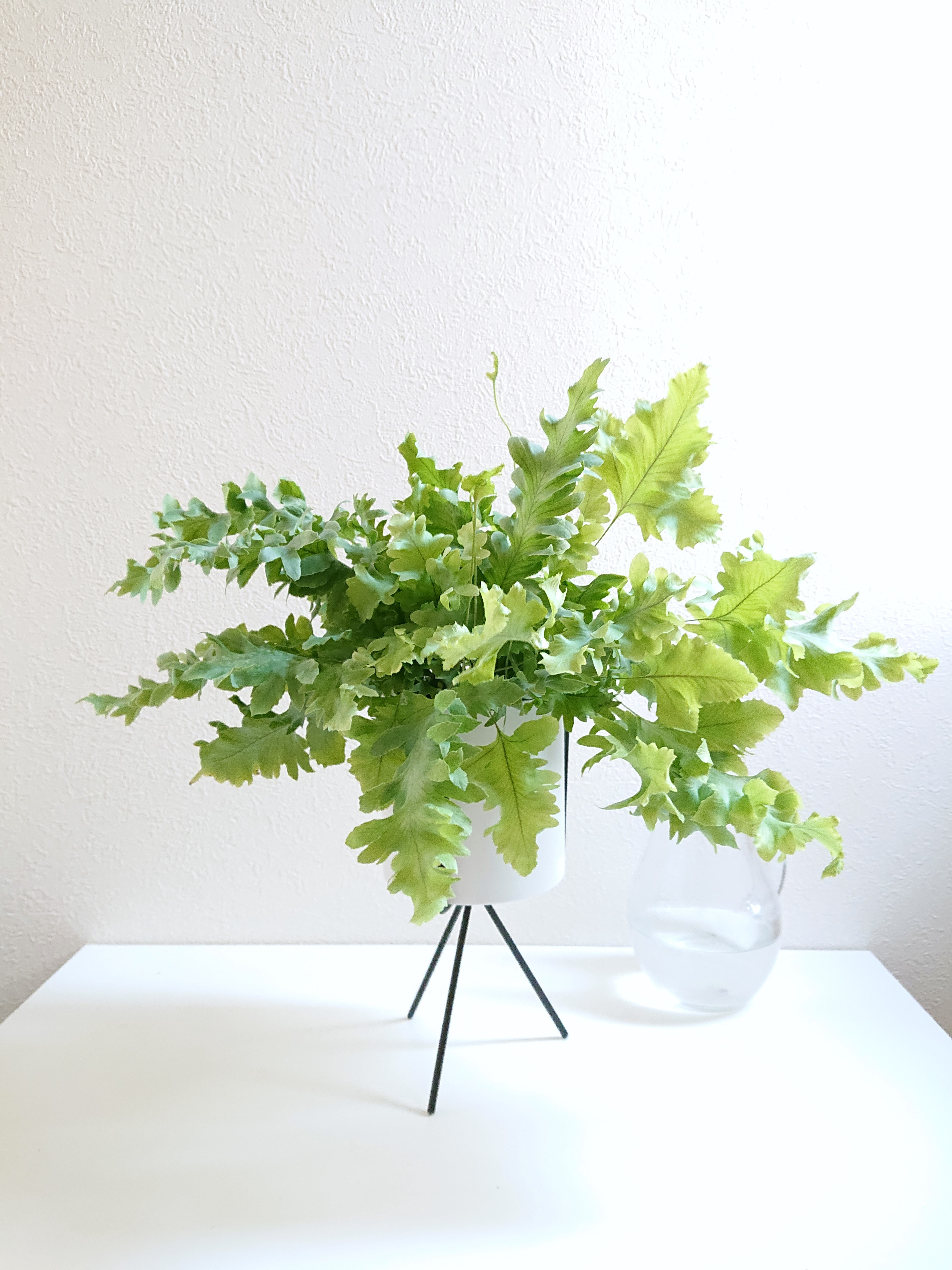 現品］【希少】3番アロエラモシシマ幹立ち7号レア羅紋錦多肉植物