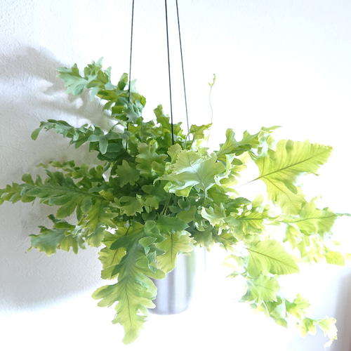 厳選大きめ 最も美しいシダ植物 ”フレボディウム ダバナ スチール軽量