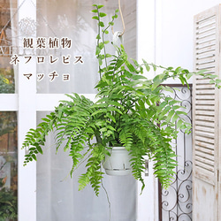 すーさま専用　ネフロレピス　マッチョ　ホウビカンジュ　シダ　ハンギング　観葉植物 7ef50035433f3694e18b834512981e
