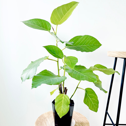 希少】502. フィカス グランディス 2株 5号鉢 観葉植物 室内 その他