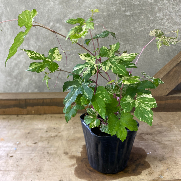 落葉樹 斑入りノブドウ（野葡萄） アートフラワー plant life 通販