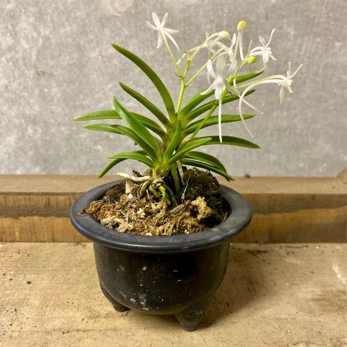 ラン 風蘭（フウラン） アートフラワー plant life 通販 17952296 