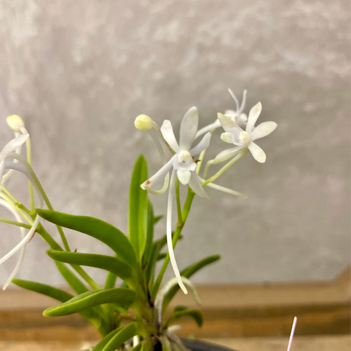 ラン 風蘭（フウラン） アートフラワー plant life 通販 17952296 